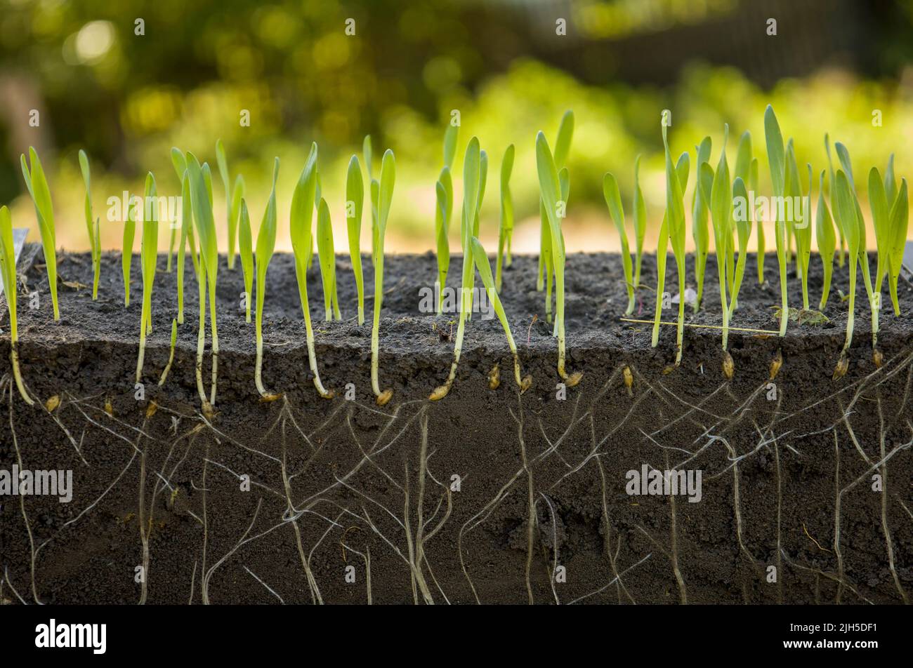 Young shoots of barley with roots blurred background Stock Photo - Alamy