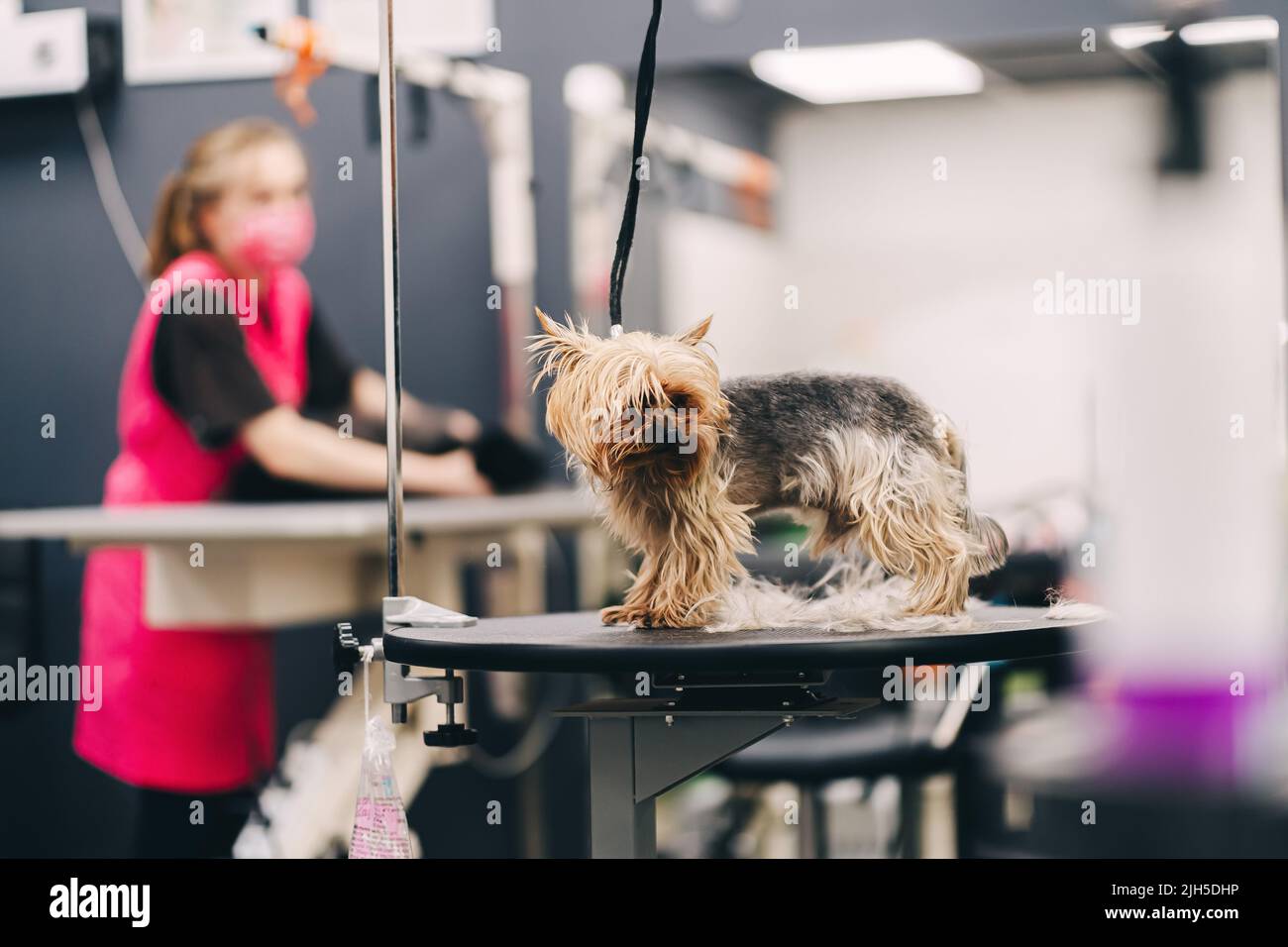 Yorkie dog haircut. A groomer trims a dog's coat Stock Photo Alamy