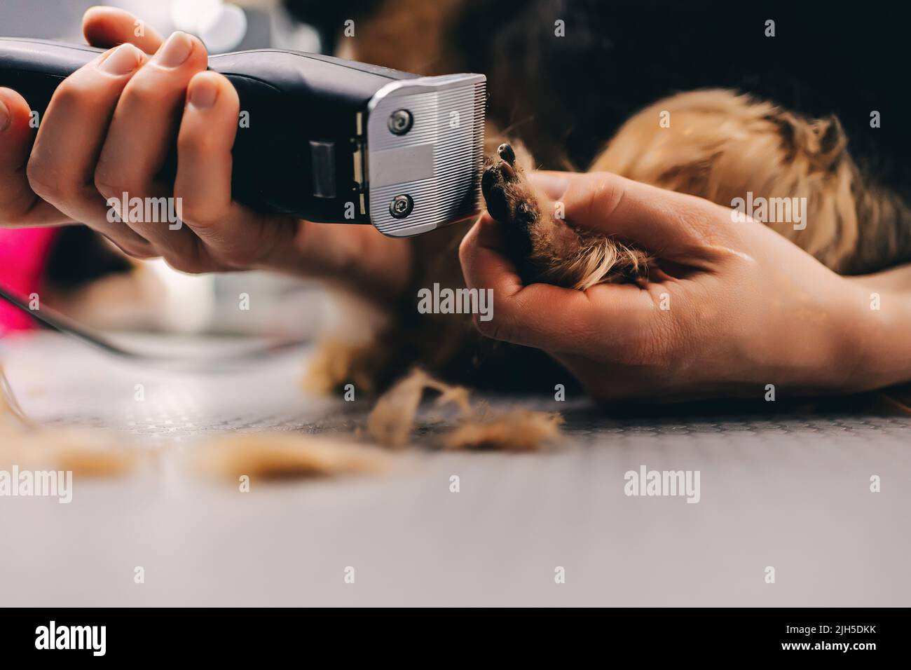 Yorkie dog haircut. A groomer trims a dog's coat Stock Photo Alamy