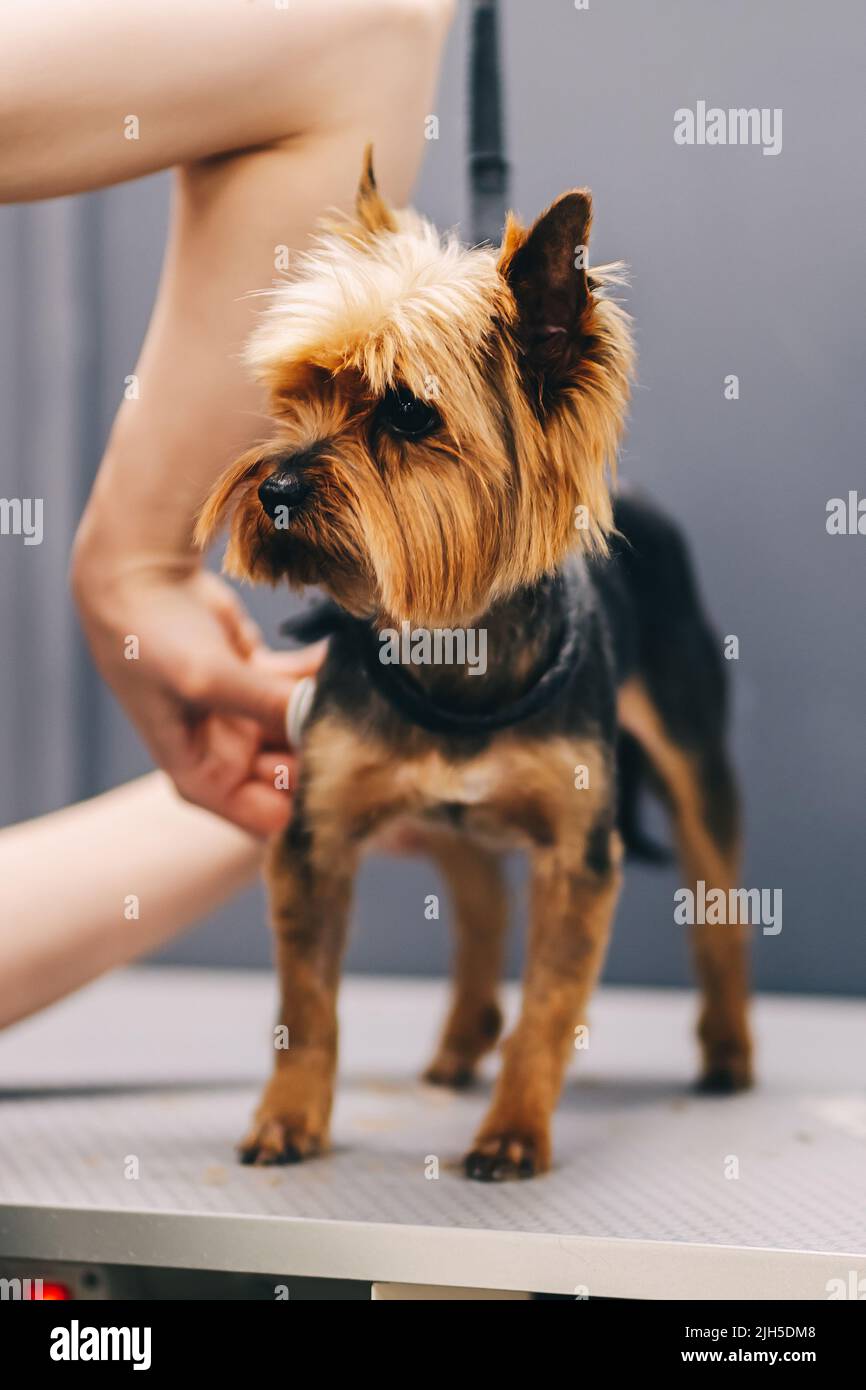 Yorkie dog haircut. A groomer trims a dog's coat. Stock Photo