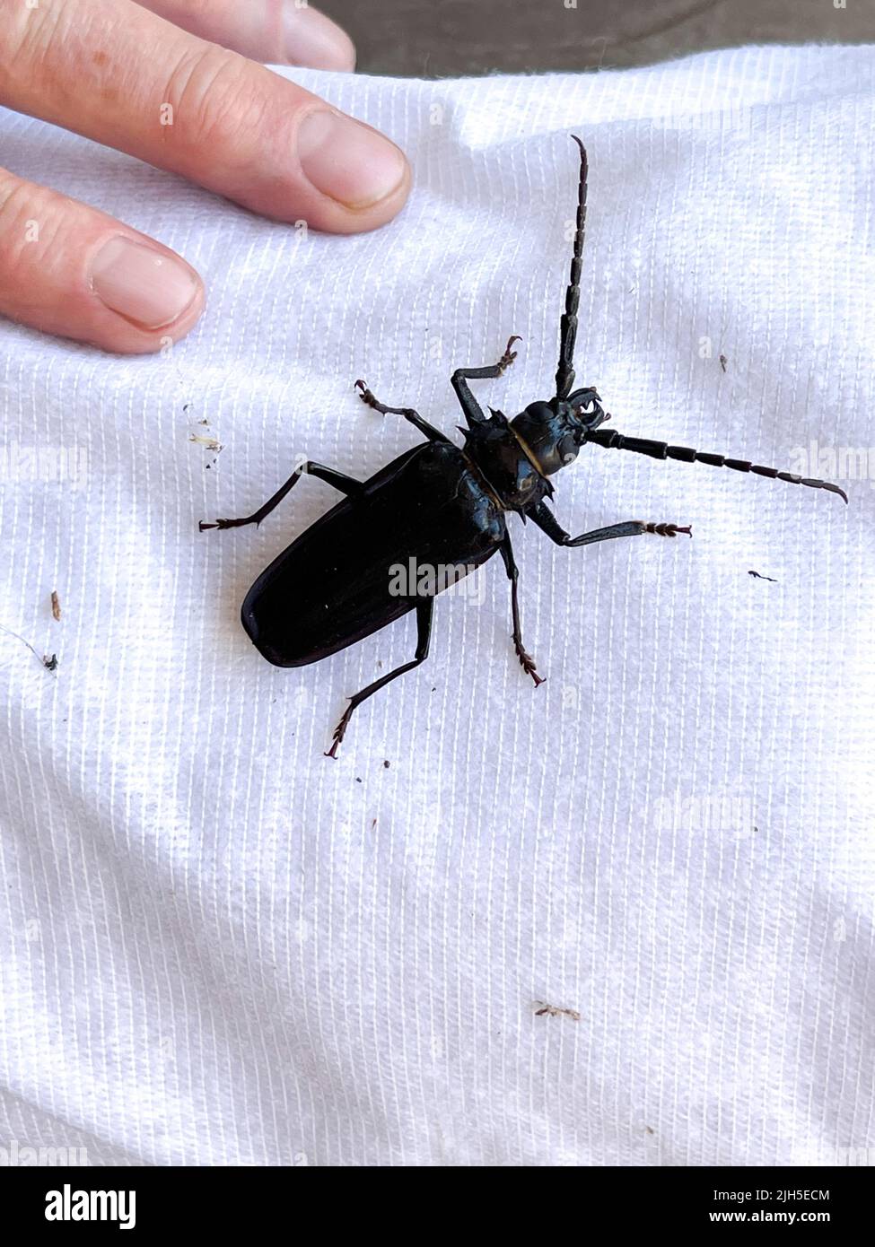Human finger pushes down on large black beetle.  Stock Photo