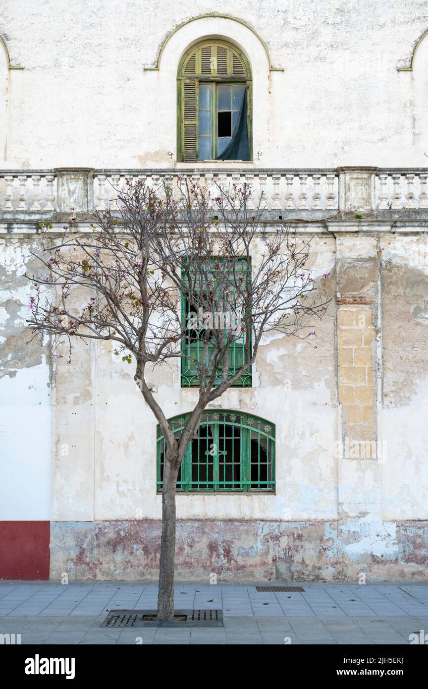 A tree in the pavement in front of an old sherry warehouse building in Puerto de Santa Maria Spain Stock Photo