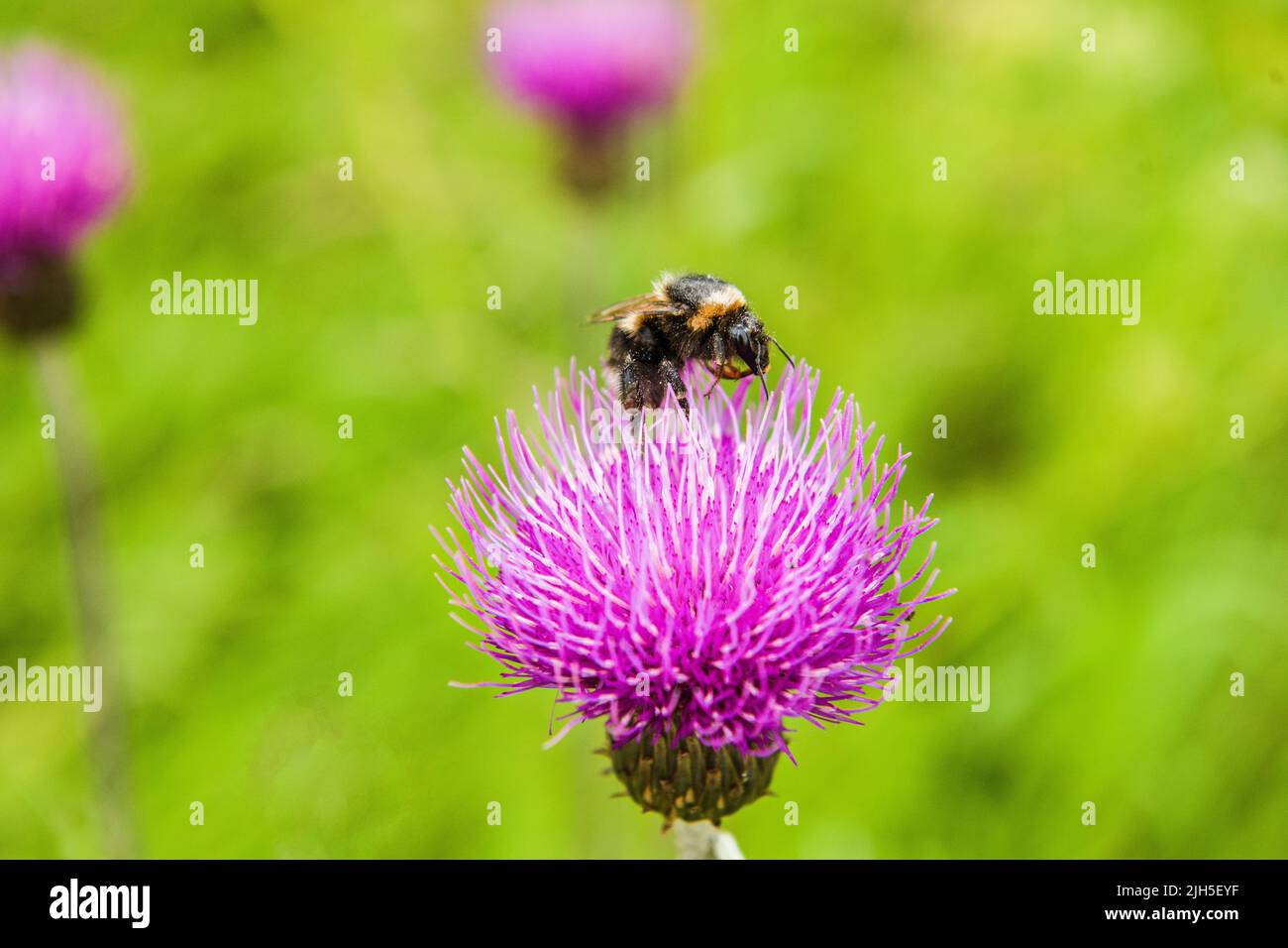 Bee foraging on a Black Knapweed flower in the Cumbria Dales North of England Stock Photo