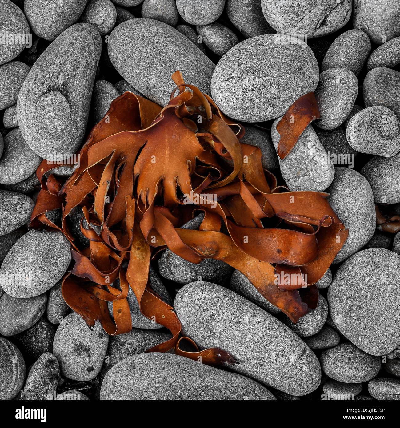 Top Down view of Seaweed drying on a rocky beach Stock Photo