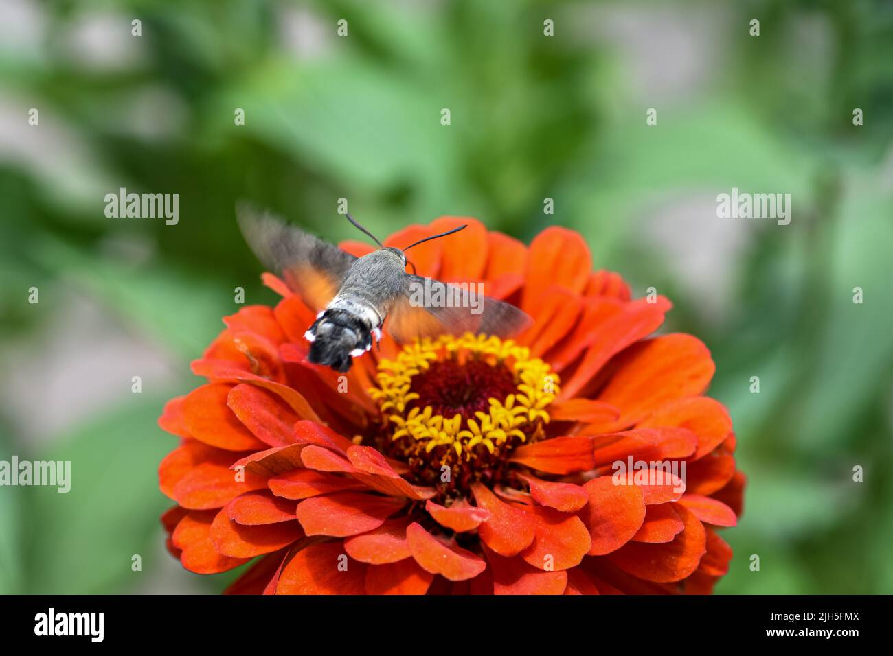 Broad-bordered bee hawk-moth in flight eats dahlia flower nectar in the flower bed Stock Photo