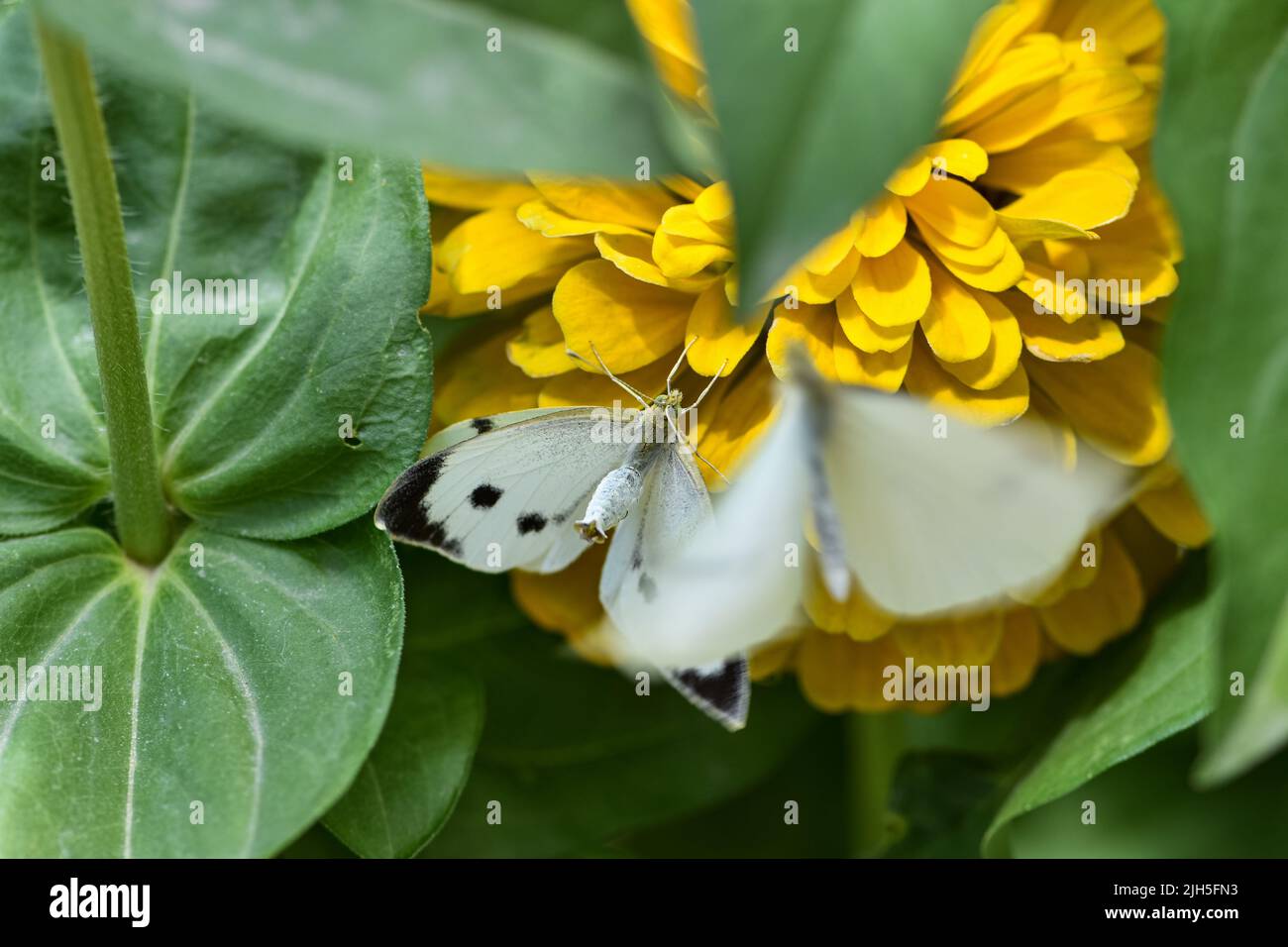 White butterflies in mate flight on dahlia flower in the flower bed Stock Photo