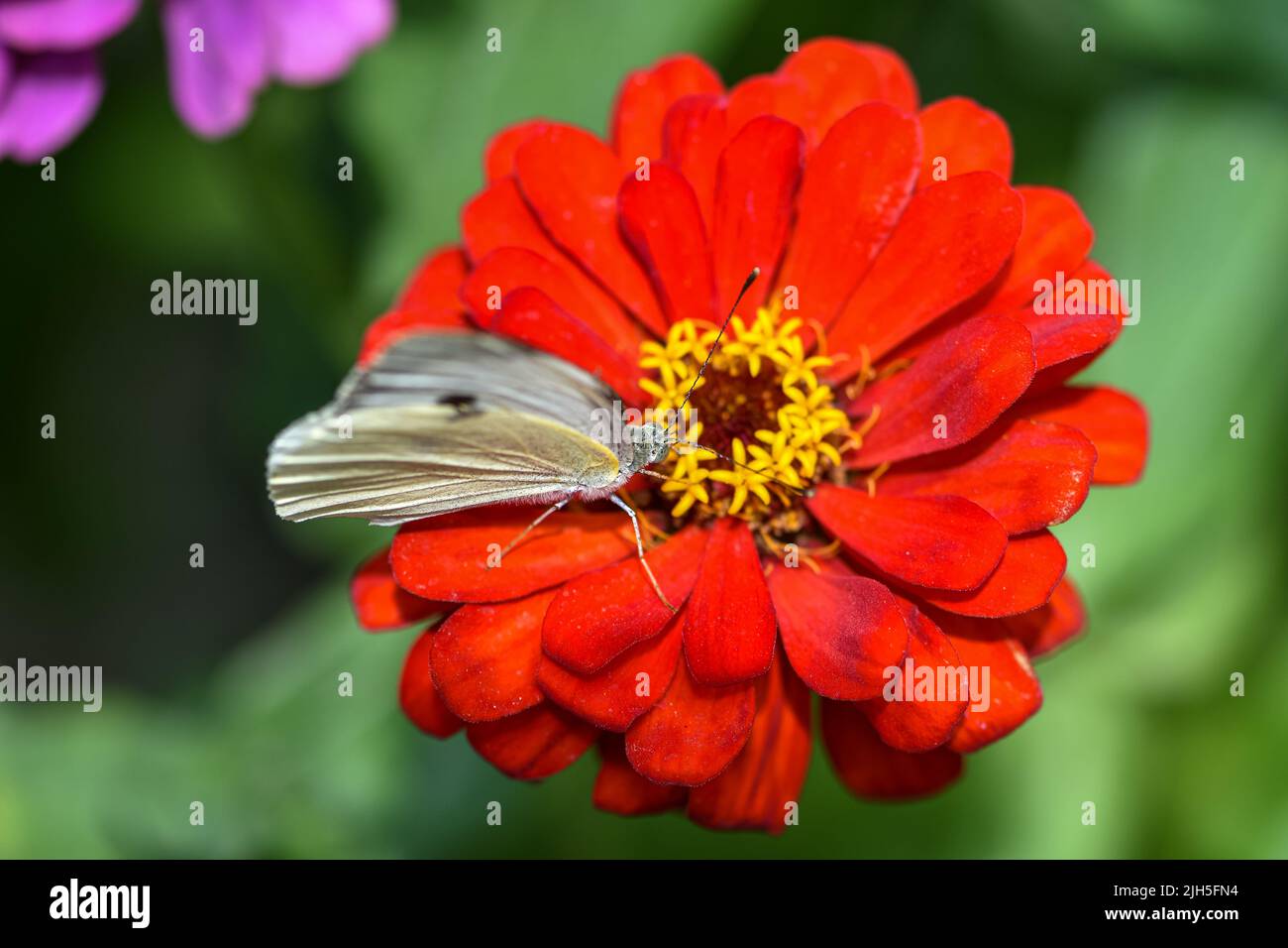 Beautiful white butterfly eats dahlia flower nectar in the flower bed