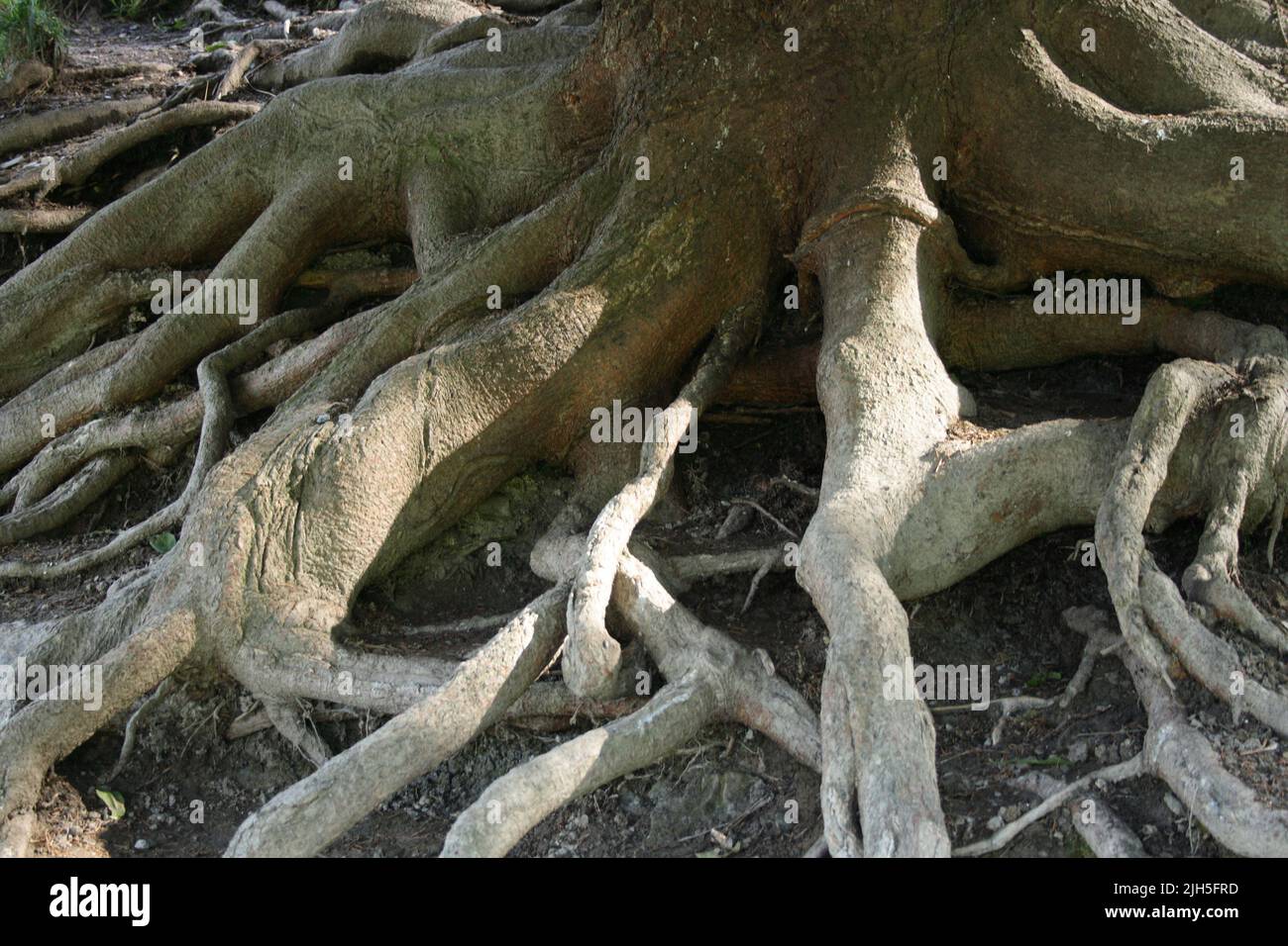 BUND WURZELN visual data 2