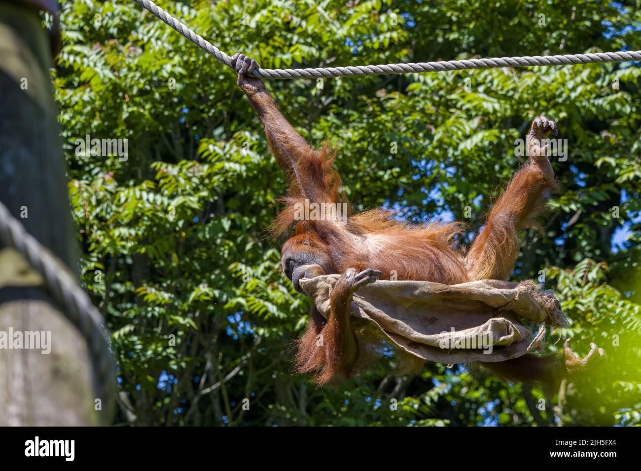 A captive Orangutan climbing along a rope with a hessian sack at Jersey zoo. Stock Photo