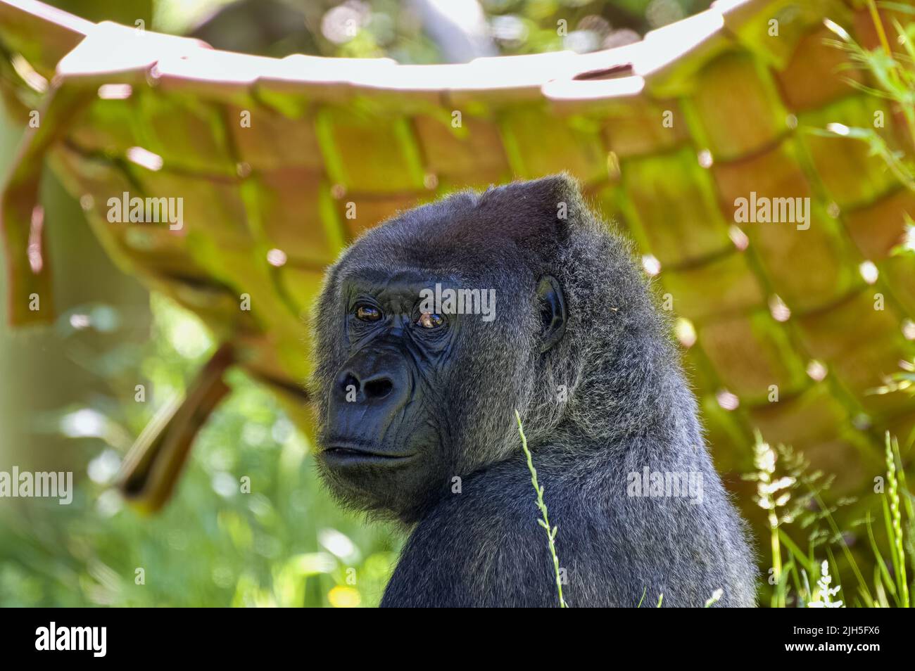 A captive Western lowland gorilla at Jersey zoo. Native to Central, and Western Africa. Stock Photo