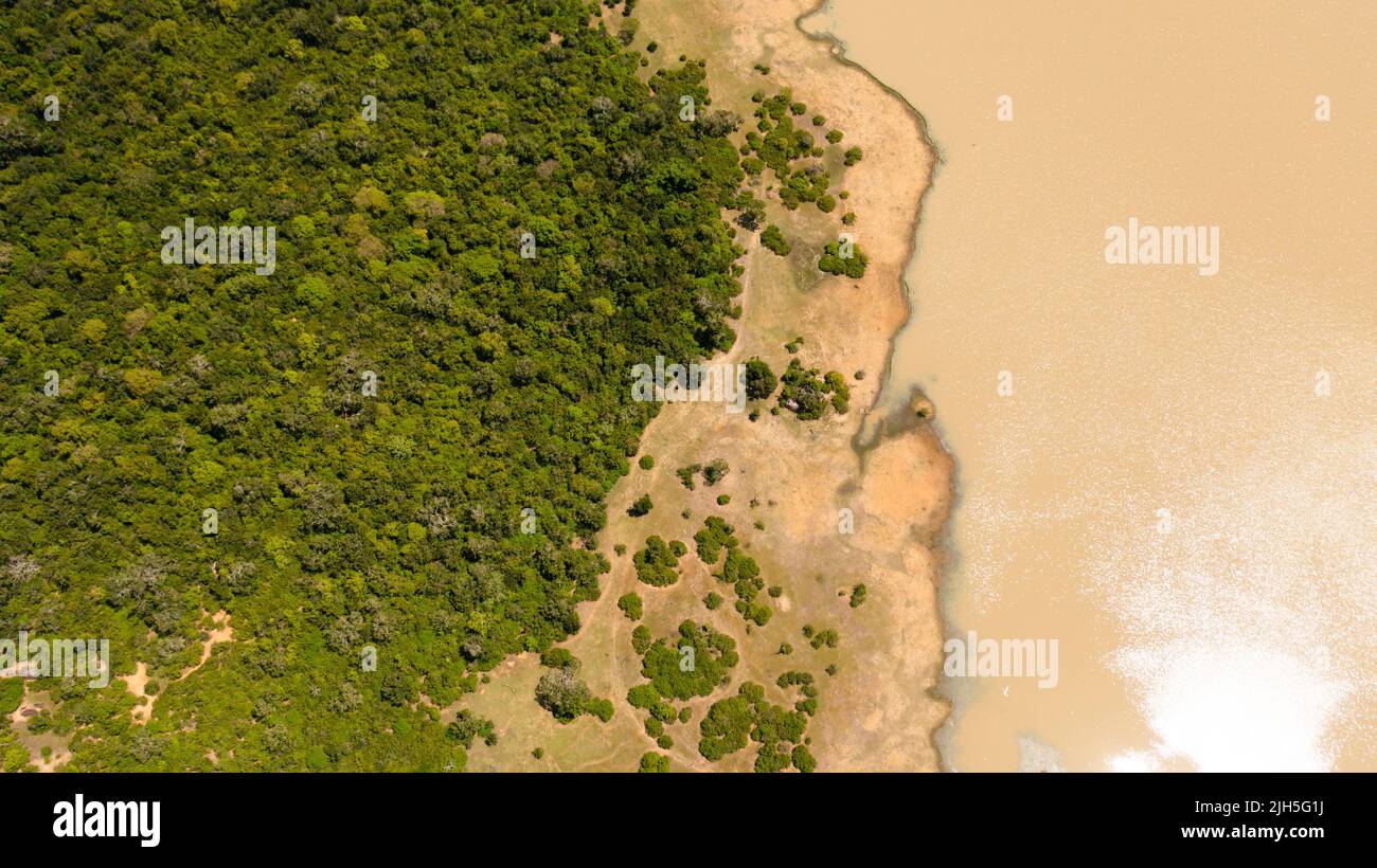 A lake with a wild animal surrounded by jungle and tropical vegetation