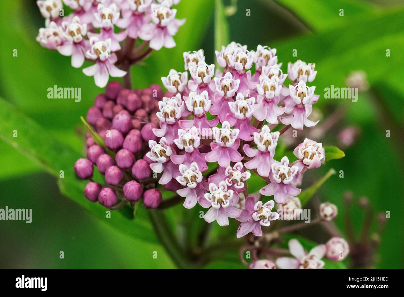 Common milkweed plant in bloom Stock Photo