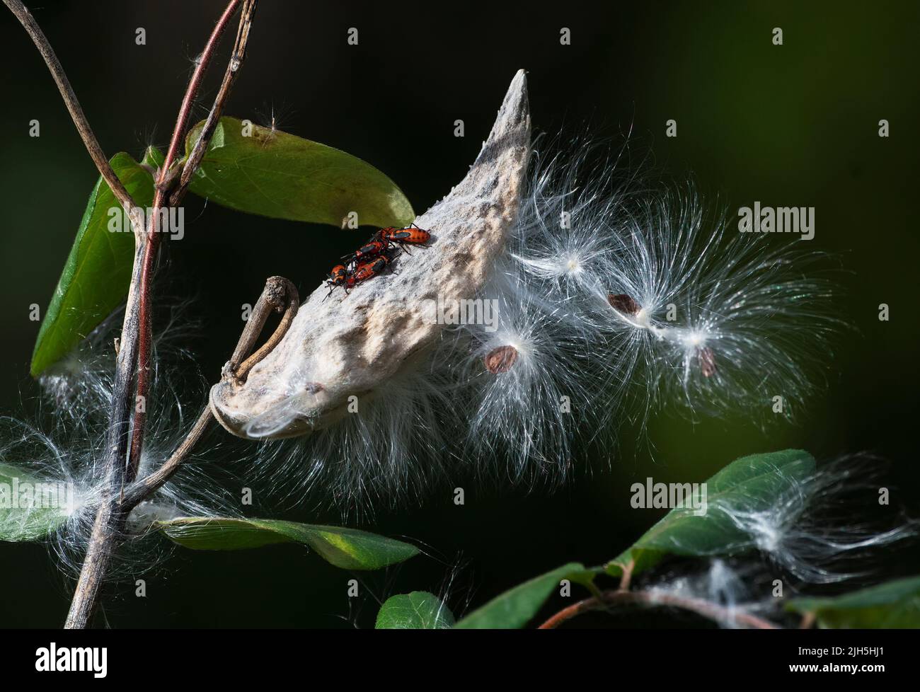 Common milkweed seedpod and seeds Stock Photo