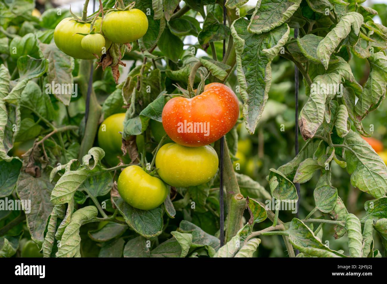 Plastic greenhouse with plantation of big red salad tomatoes vegetables