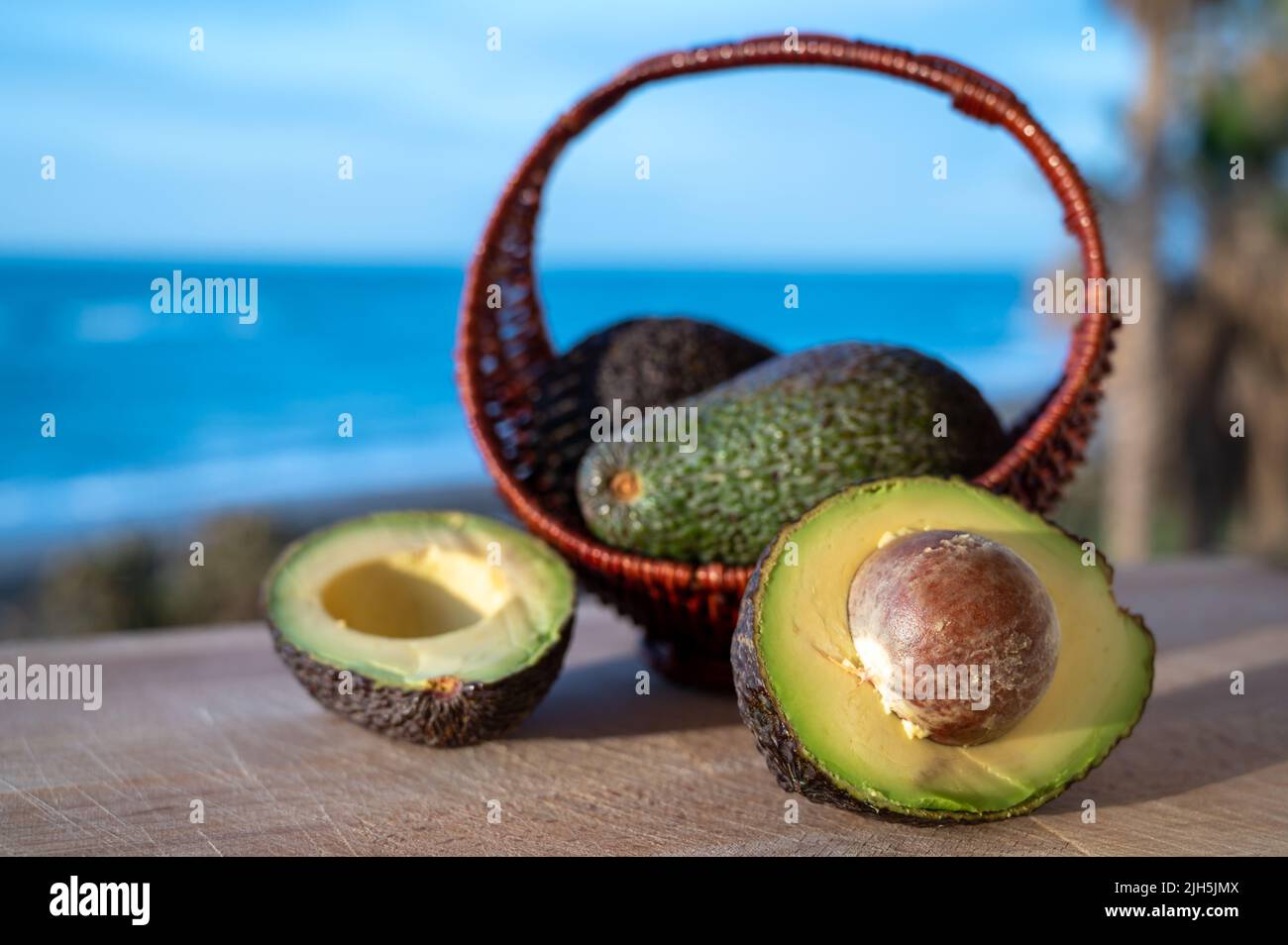 Cultivation of hass avocado fruits in Europe, new harvest of avocado in