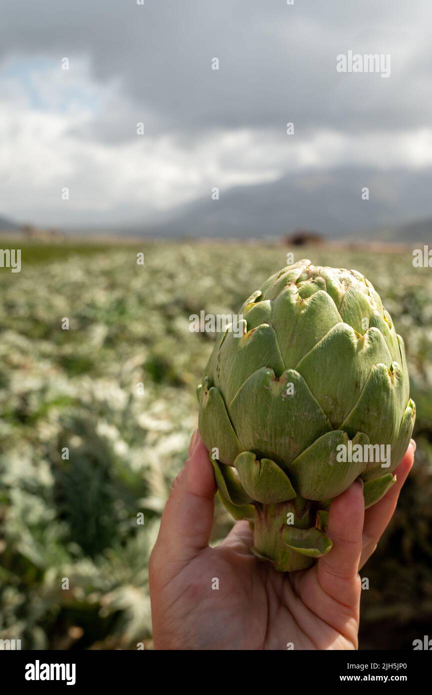 Harvestiog of green artichoke heads on farm fields with rows of