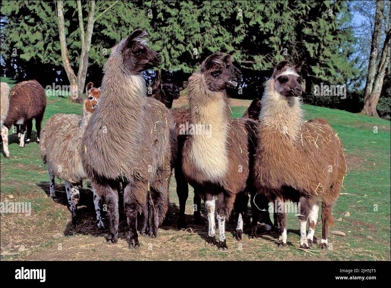 USA, WASHINGTON, SNOHOMISH, MEADOW WOOD FARMS, LLAMAS Stock Photo Alamy