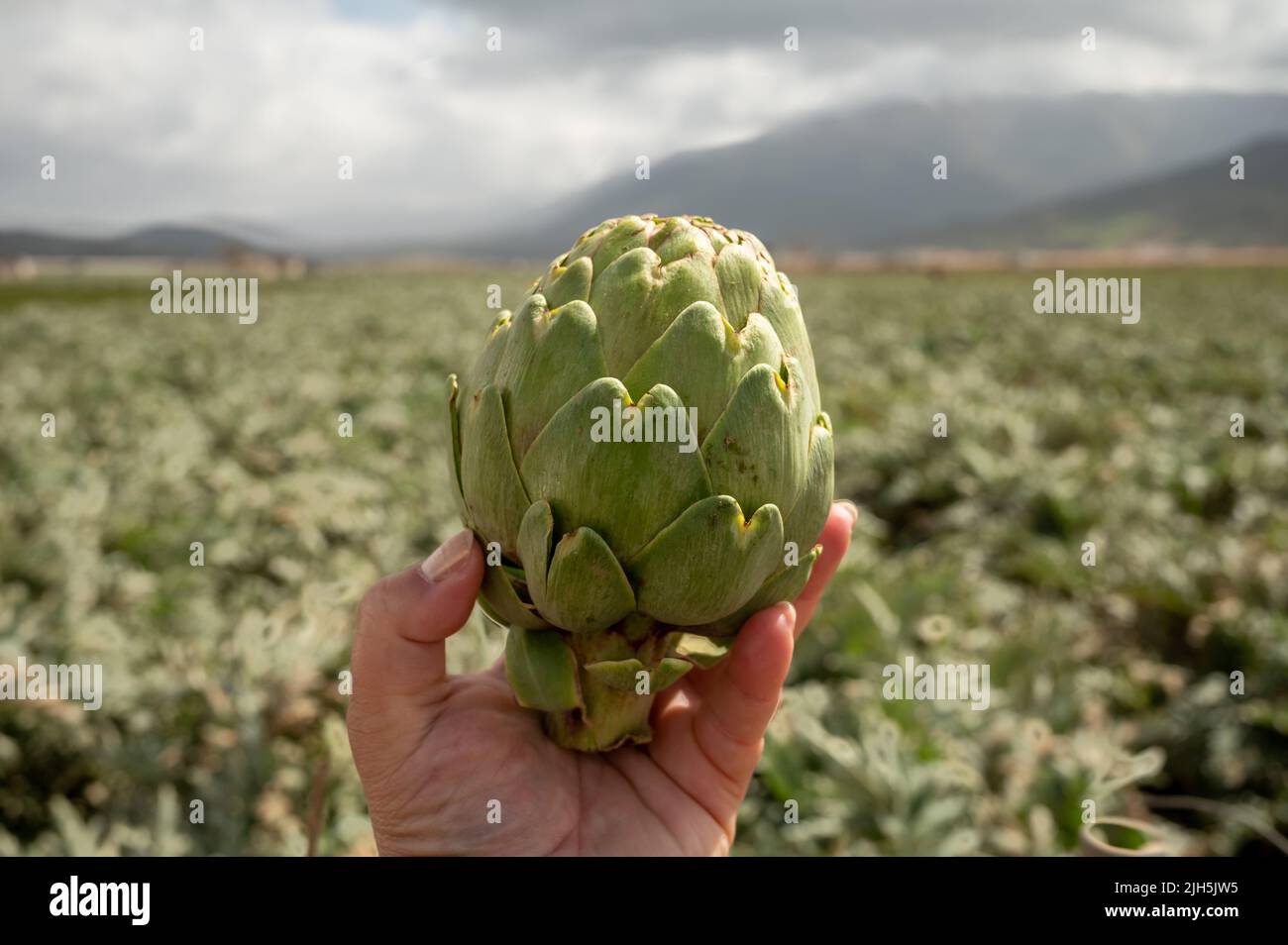Harvestiog of green artichoke heads on farm fields with rows of