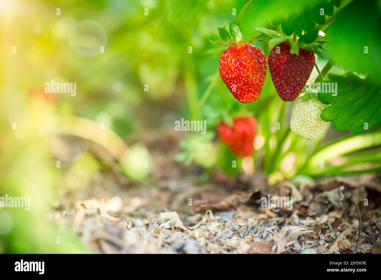 a bush of ripe red strawberries with leaves grows in the sun, outdoors. Stock Photo