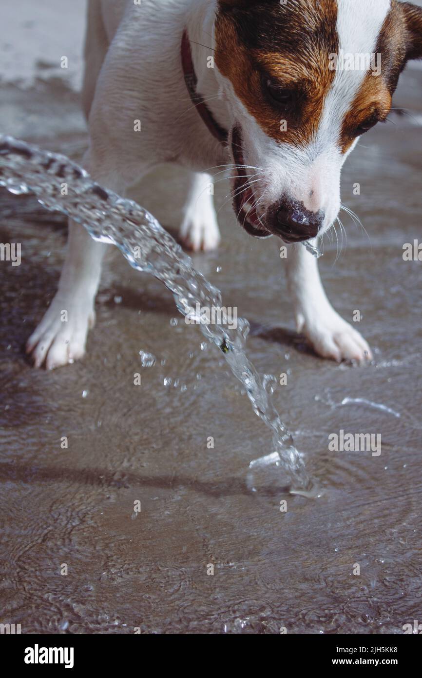 Can Heat Make A Dog Sick