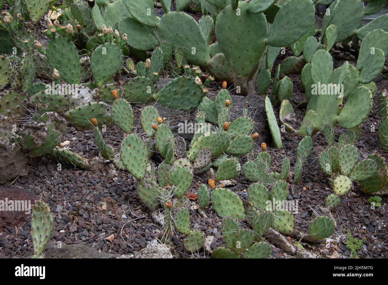 green Phyllocactus with Spikes in the desert Stock Photo - Alamy