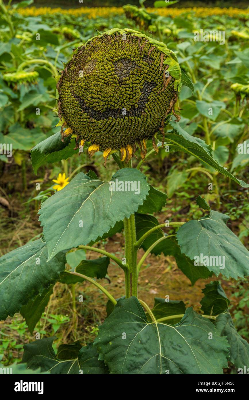 Vertical view of a sunflower plant closeup standing tall looking upwards with a smile on the seed head surrounded by drooping sunflower plants in the Stock Photo