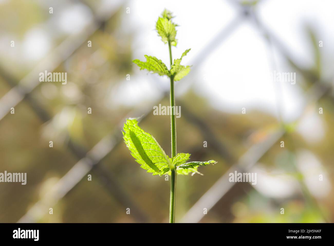 Green worm or caterpillar eating leaves of ornamental aromatic plant