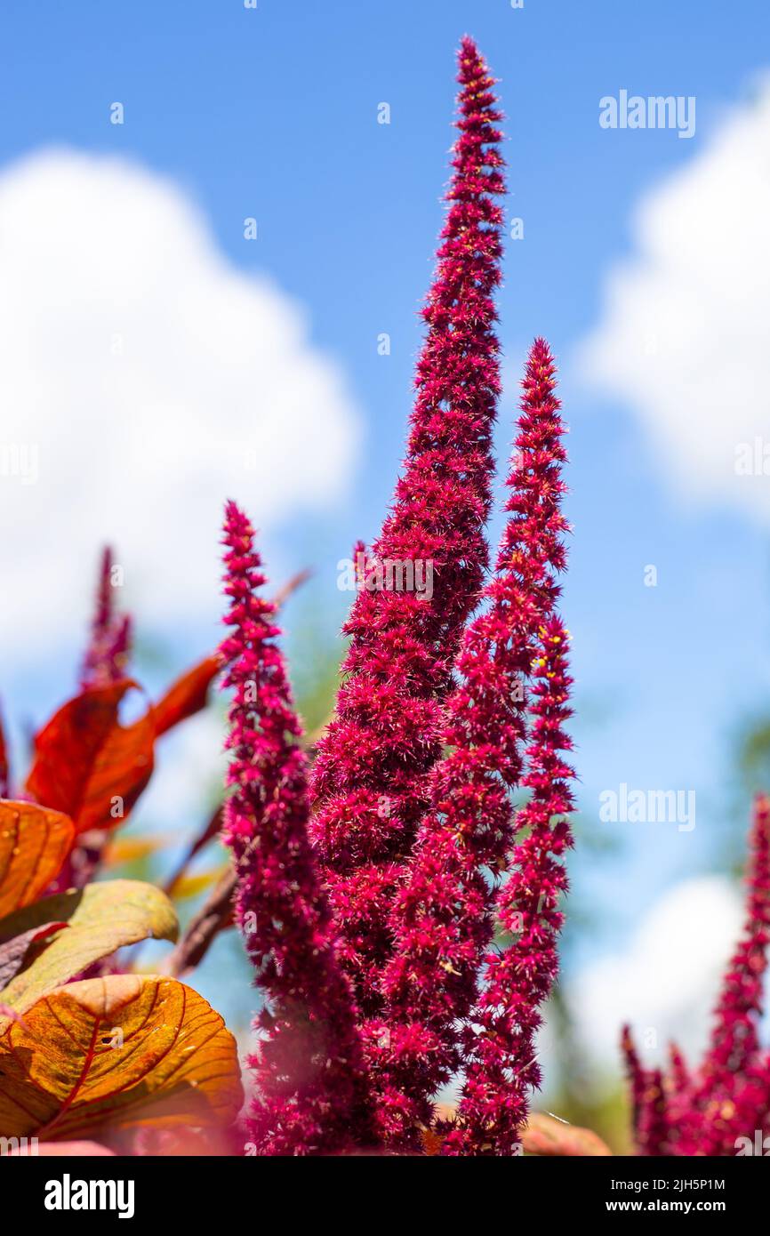 Beautiful bright burgundy flowers of vegetable amaranth against the sky. Summer flowering in the garden. Stock Photo