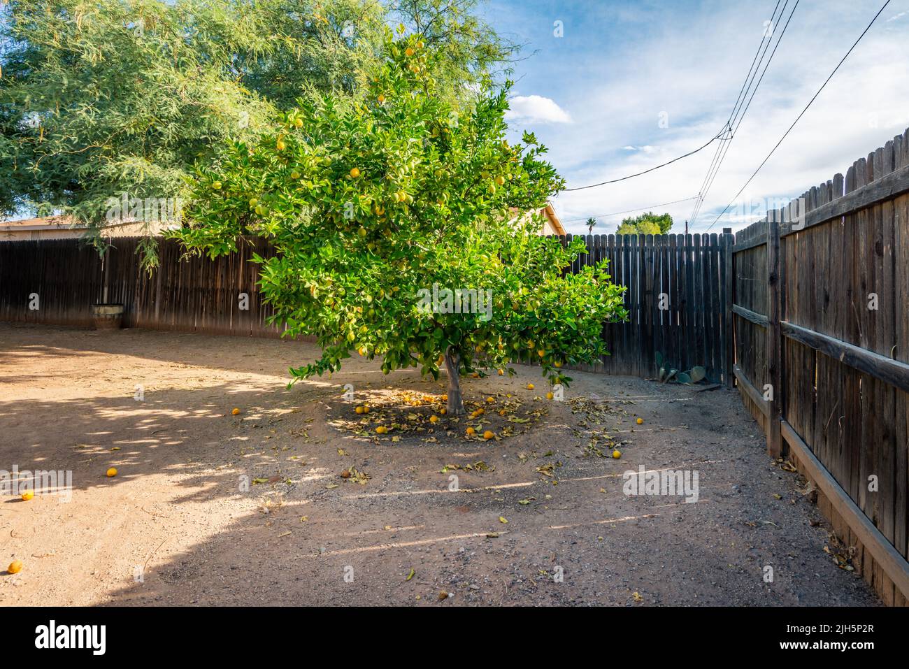 Low maintenance backyard in Tucson Arizona with lemon tree Stock Photo