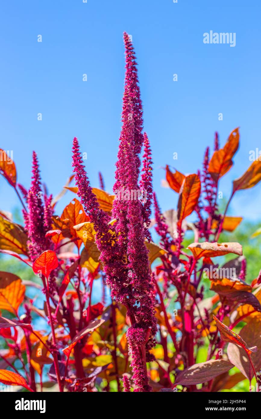 Beautiful bright burgundy flowers of vegetable amaranth against the sky. Summer flowering in the garden. Stock Photo