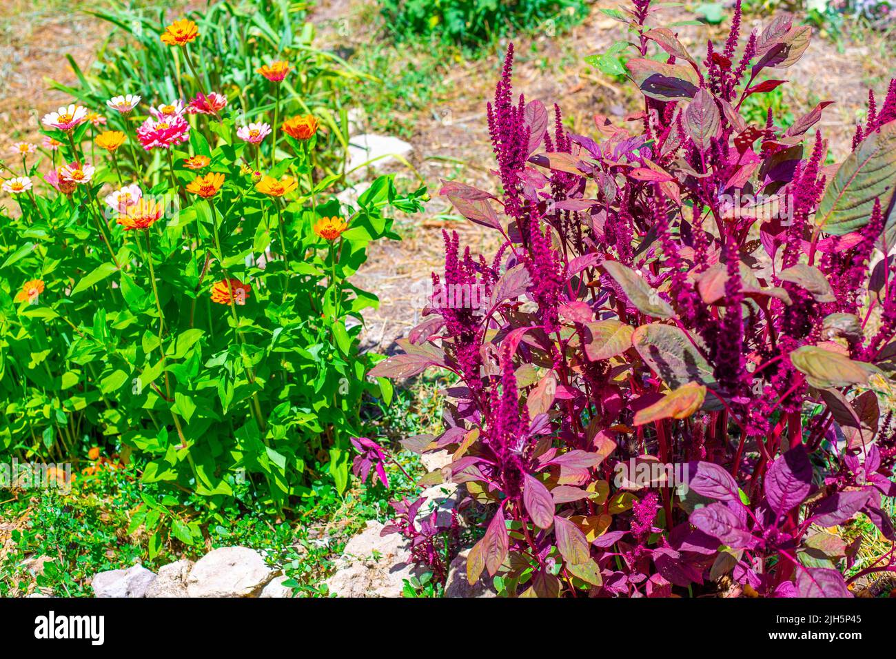 Bright burgundy bushes of vegetable amaranth and orange zinnia in the garden. Landscaping of the suburban area. Stock Photo