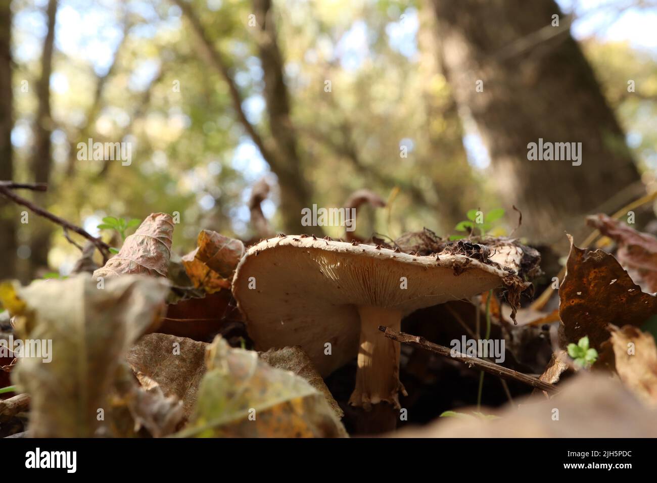 Lepiota aspera in the autumn forest with dry leaves Stock Photo