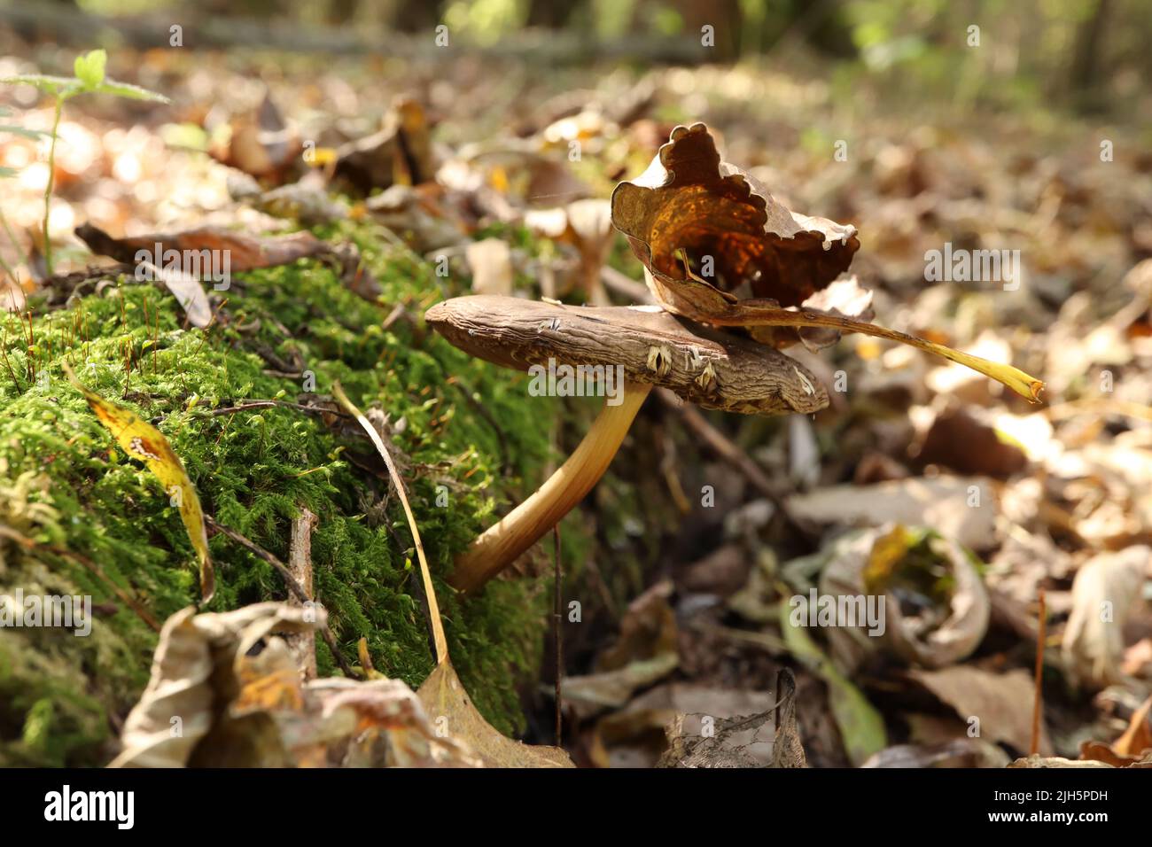 Lepiota aspera in the autumn forest with dry leaves Stock Photo