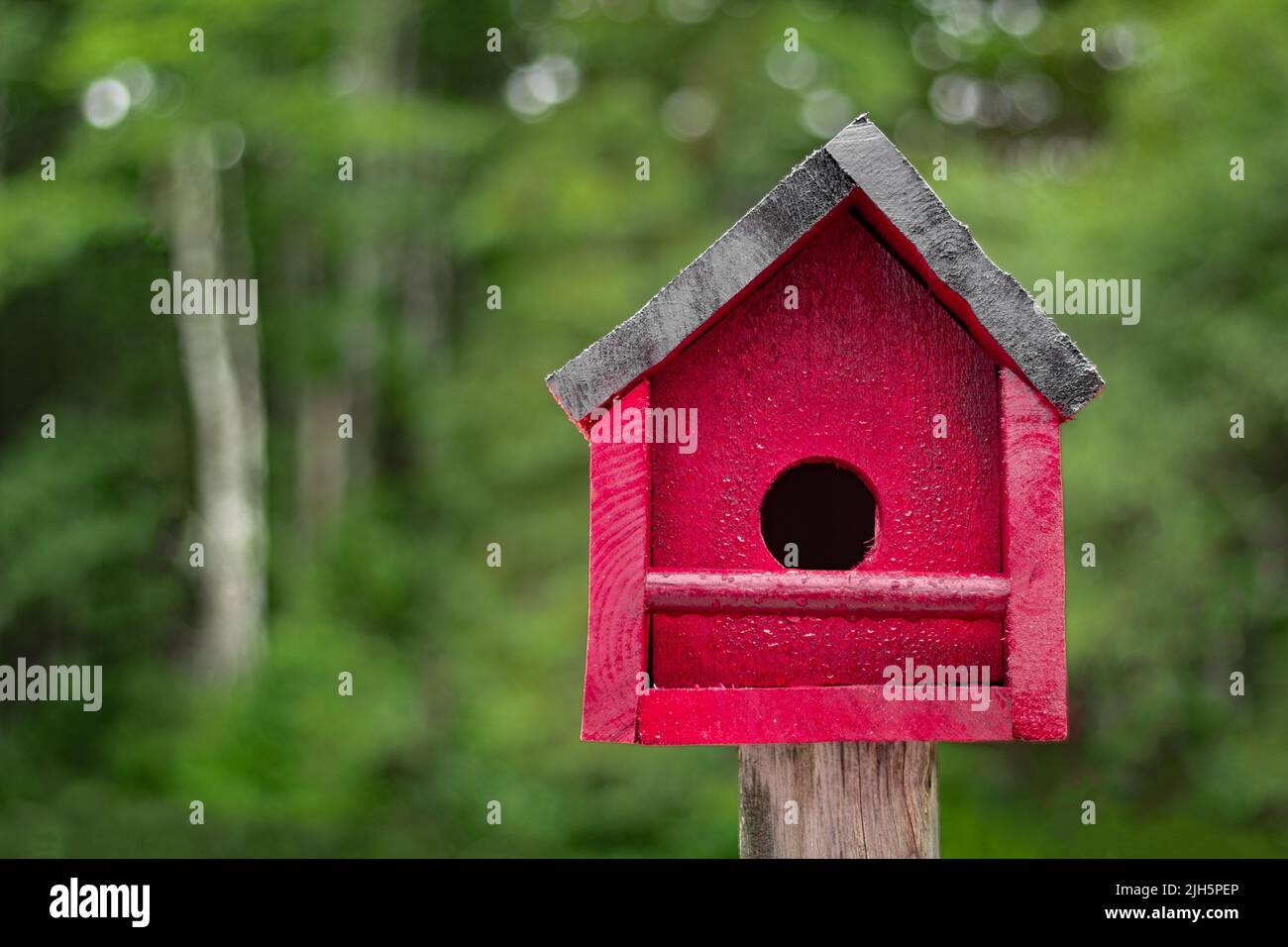 Homemade wooden birdhouse with foliage background and copy space Stock Photo