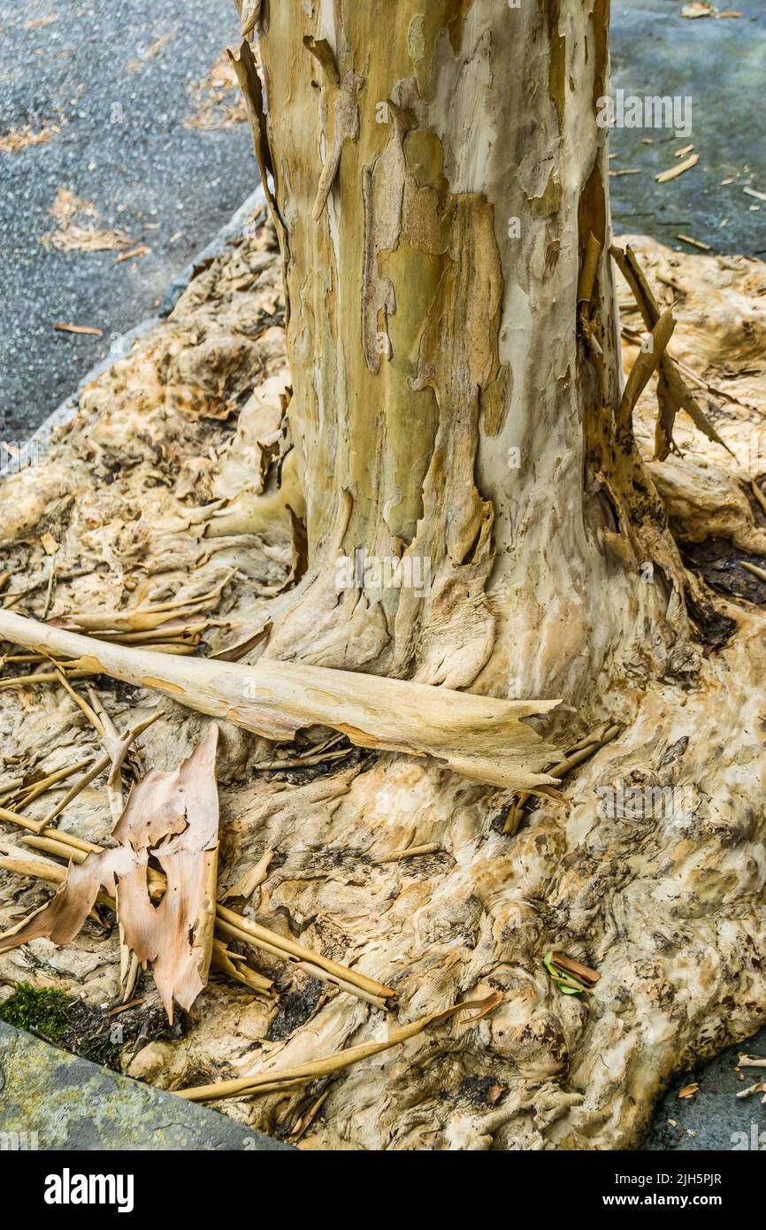 Close-up shot of Myrtle tree bark in charleston, South Carolina. Stock Photo