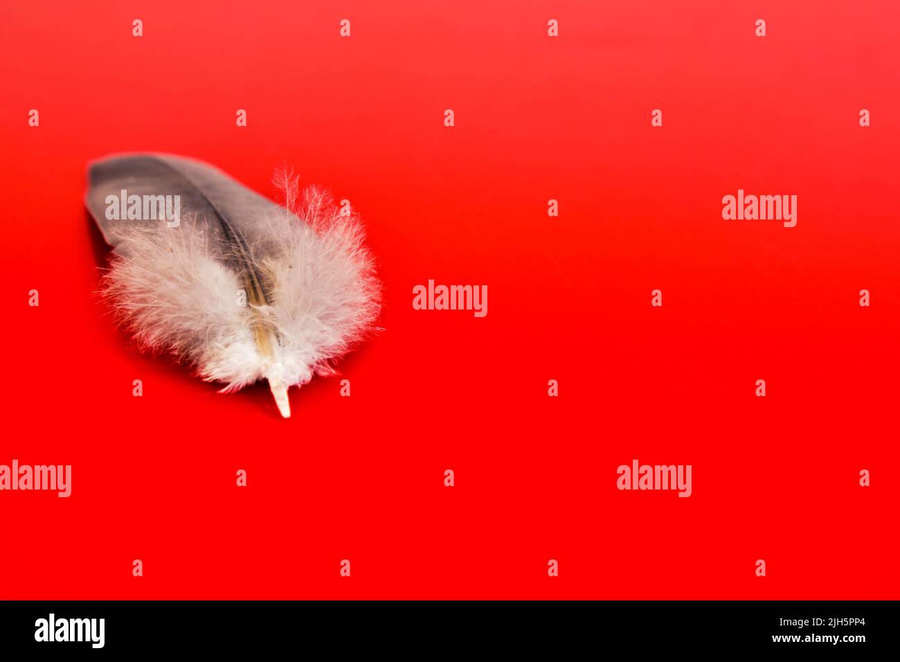 Single fluffy feather on red background. Stock Photo