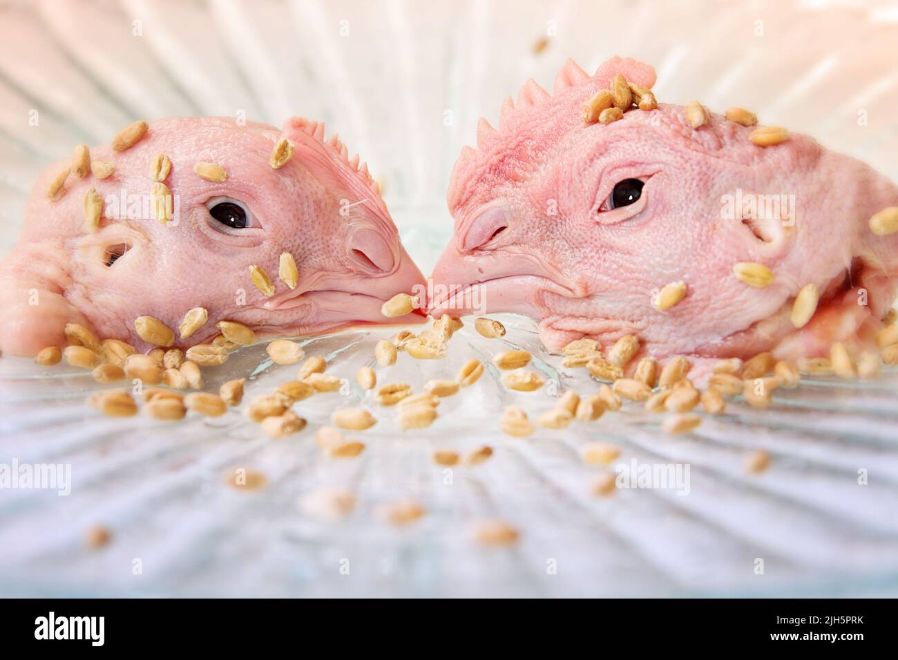 Still life with the pair of killed chickens Stock Photo