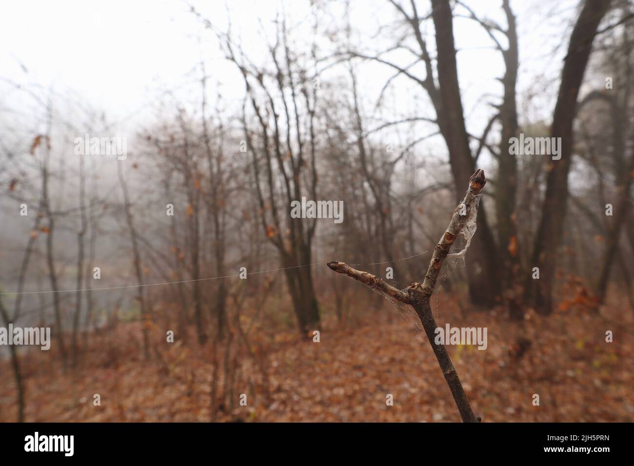 Fog on the river bank in the wild forest Stock Photo - Alamy