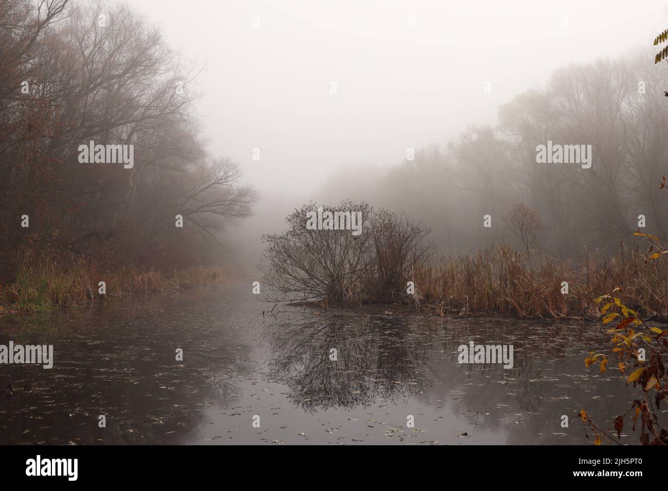 Fog on the river bank in the wild forest Stock Photo - Alamy