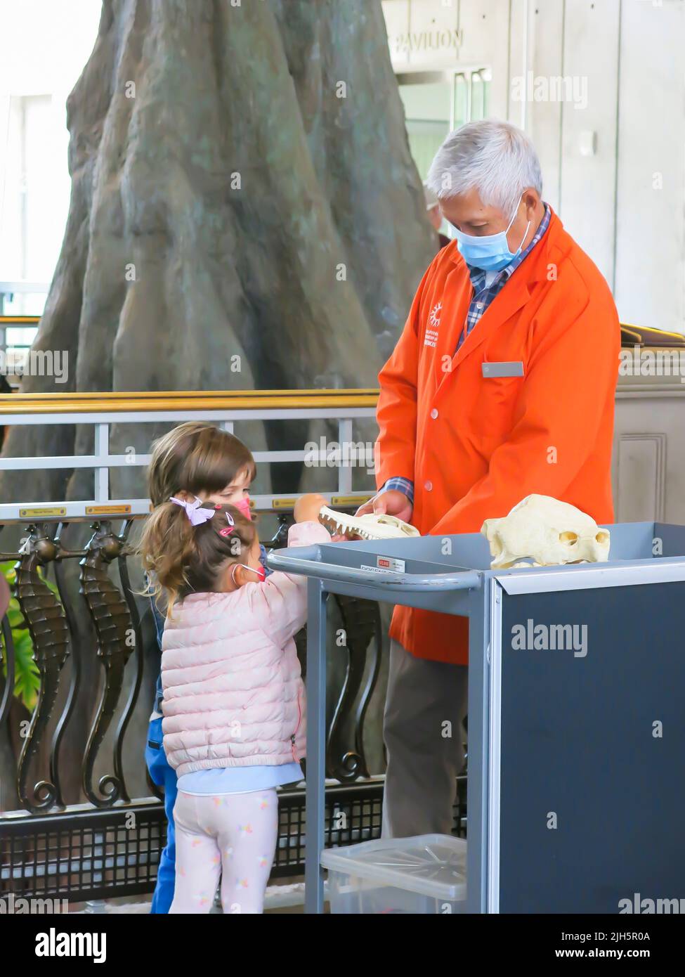 A Volunteer at the California Academy of Sciences Engaging Children in Scientific Discussion Stock Photo