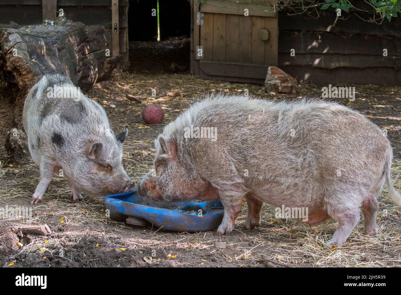 Two Vietnamese Pot-bellied pigs / Lon I pig, Vietnamese breed of miniature domestic pig eating at petting zoo / children's farm Stock Photo