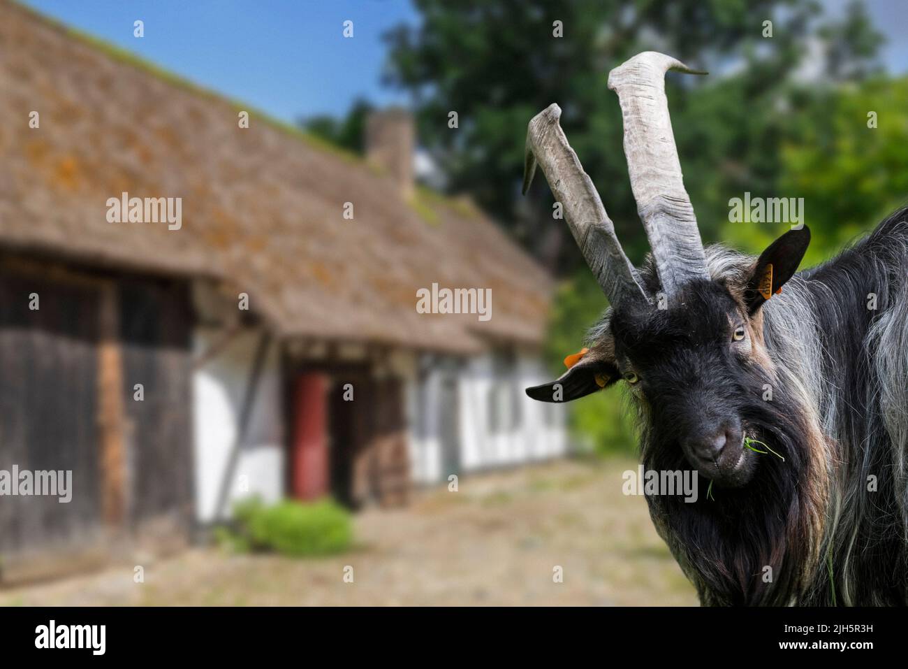 Billy goat / black male domestic goat with large horns in front of barn at farm. Digitale composite Stock Photo