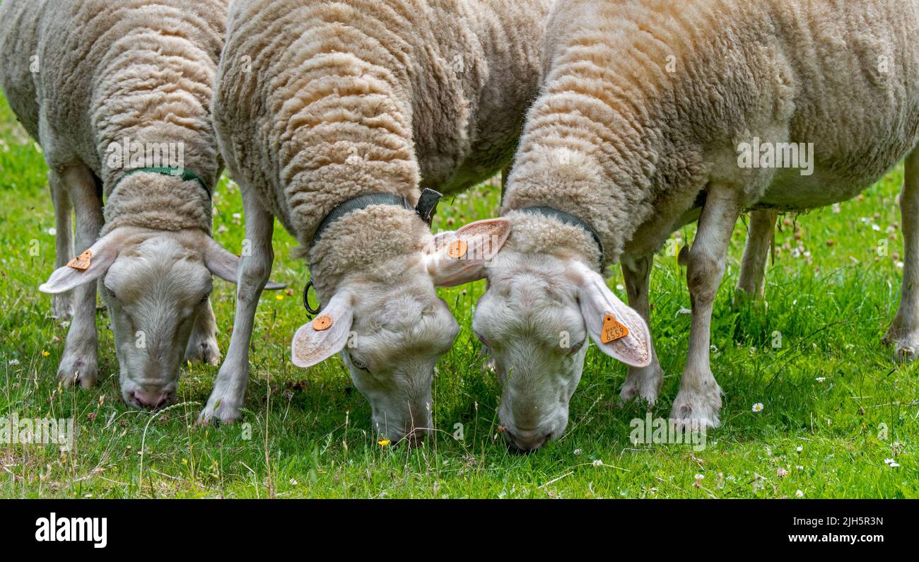 Three tagged white dairy sheep grazing grass in meadow / field / grassland at farm Stock Photo