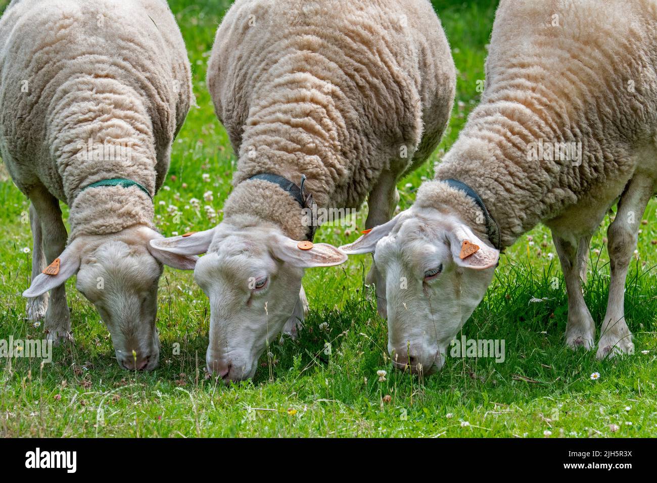Three tagged white dairy sheep grazing grass in meadow / field / grassland at farm Stock Photo