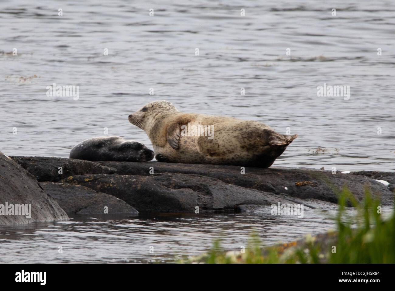 Harbour Seal (Phoca vitulina), Loch Eynort, South Uist Stock Photo