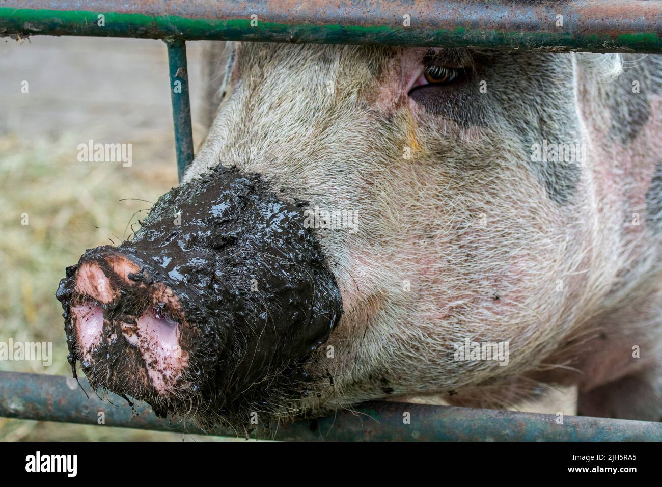 Close-up of long muddy snout / nose of domestic pig / swine (Sus domesticus) sticking through metal fence at farm Stock Photo