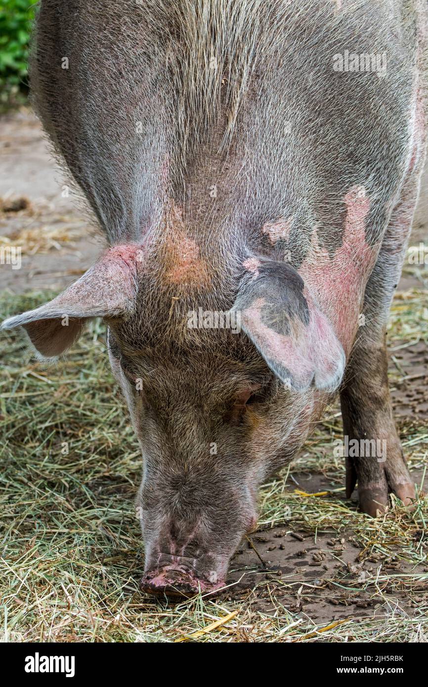 Close-up of female domestic pig / swine sow (Sus domesticus) showing large snout at farm Stock Photo