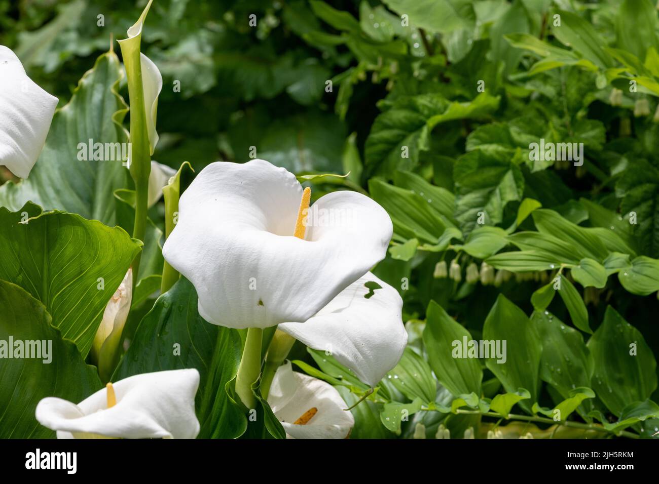 Calla Rosa Close up of a calla lily (zantedeschia aethiopica) flower in bloom ...