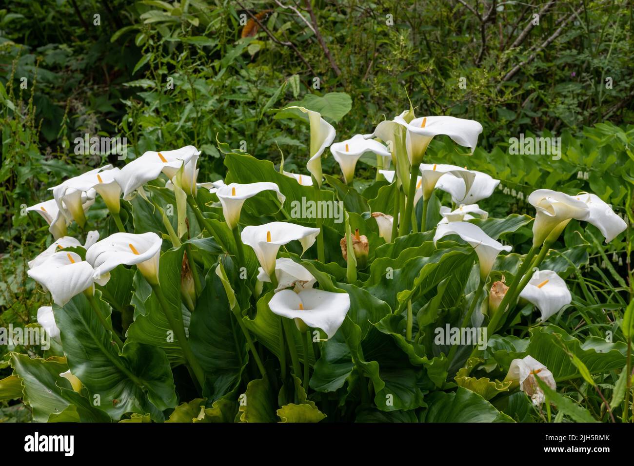 Close up of calla lily (zantedeschia aethiopica) flowers in bloom Stock Photo