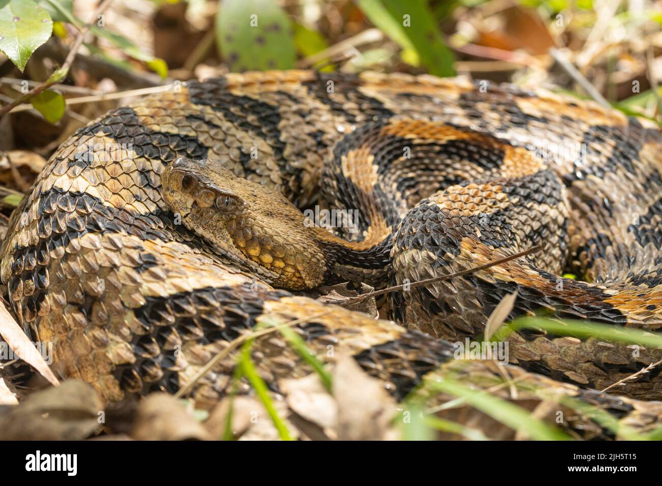 Snakes of north carolina hi-res stock photography and images - Alamy